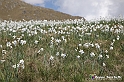 VBS_2504 - Fioritura Narcisi Castelnuovo Nigra 2022 e campi di papaveri rossi
